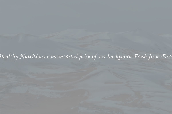 Healthy Nutritious concentrated juice of sea buckthorn Fresh from Farm